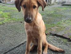 Щенки лабрадора. Девочки 6 мес. В добрые руки!