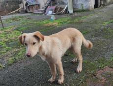 Щенки лабрадора. Девочки 6 мес. В добрые руки!