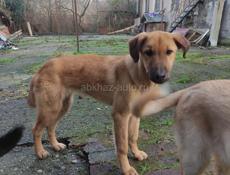 Щенки лабрадора. Девочки 6 мес. В добрые руки!