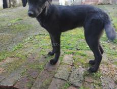 Щенки лабрадора. Девочки 6 мес. В добрые руки!