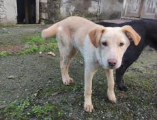 Щенки лабрадора. Девочки 6 мес. В добрые руки!