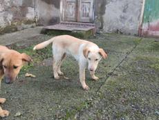 Щенки лабрадора. Девочки 6 мес. В добрые руки!