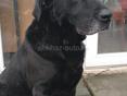 Лабрадор_мальчик, 5 лет. Остался без хозяина. В добрые руки! 