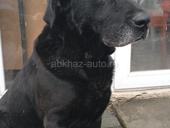 Лабрадор_мальчик, 5 лет. Остался без хозяина. В добрые руки! 