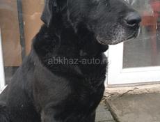 Лабрадор_мальчик, 5 лет. Остался без хозяина. В добрые руки! 