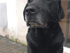Лабрадор_мальчик, 5 лет. Остался без хозяина. В добрые руки! 