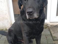 Лабрадор_мальчик, 5 лет. Остался без хозяина. В добрые руки! 