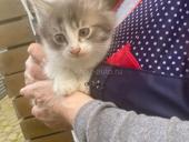 Котик, 1,5мес.(первое фото), котик, 2,2мес.(второе фото), девочка_вислоушка 3мес.(третье фото).