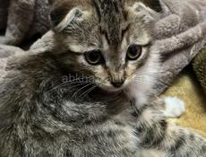 Котик, 1,5мес.(первое фото), котик, 2,2мес.(второе фото), девочка_вислоушка 3мес.(третье фото).