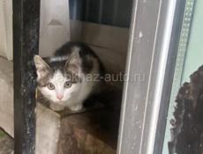 Котик, 1,5мес.(первое фото), котик, 2,2мес.(второе фото), девочка_вислоушка 3мес.(третье фото).