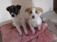 Девочки_щеночки, 1,5 мес. 
