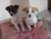 Девочки_щеночки, 1,5 мес. 