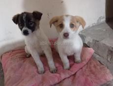 Девочки_щеночки, 1,5 мес. 