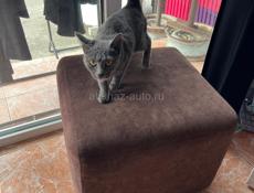 Бесплатно .Породистая кошка ,выбросили на рынке 