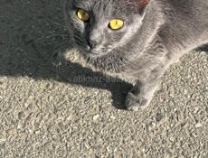 Бесплатно .Породистая кошка ,выбросили на рынке 