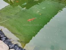 Дом в Сухуме 