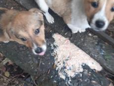 Щеночки_мальчики, 1,5мес. В добрые руки!