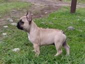 Французский бульдог