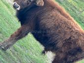 Продается бычок