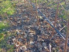 Саженцы малины