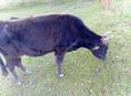 Корова на мясо 