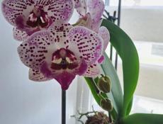 Орхидея фаленопсис цветущая