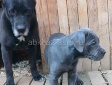 Кане корсо девочка 