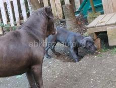 Кане корсо девочка 