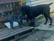 Кане корсо девочка 