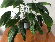 Продам цветок женское счастье