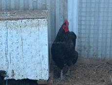 Продаются цыплята и петухи 