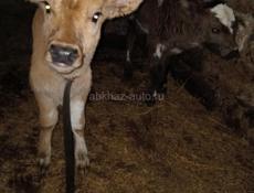 Бычок и девочка 