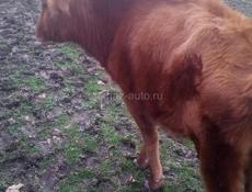 Продам телку 60 кел Гудаута район село хуап