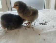 Цыплята