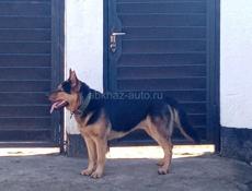 Немецкая Овчарка 