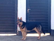 Немецкая Овчарка 