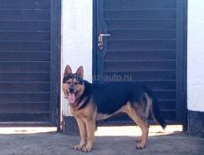 Немецкая Овчарка 