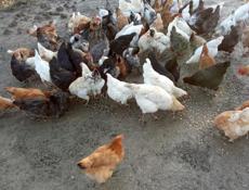 Продаю курей 