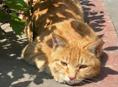 Ищу кошку