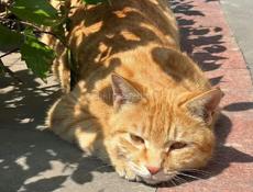 Ищу кошку