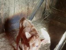 Теленок 10 дней 