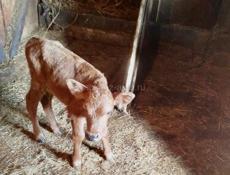 Теленок 10 дней 