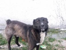 Кто потерял ПЛЮШЕВУЮ МИШКУ ?? ))