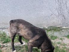 Кто потерял ПЛЮШЕВУЮ МИШКУ ?? ))