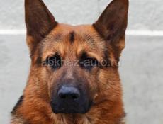 Прекрасный парень ищет себе спутницу