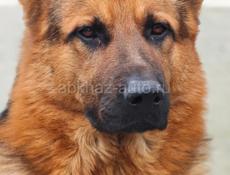 Прекрасный парень ищет себе спутницу