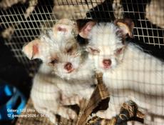 В добрые руки