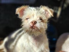 В добрые руки