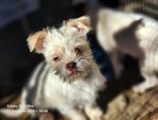 В добрые руки