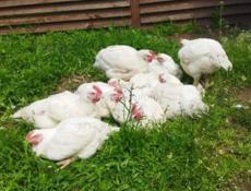 Куры домашние 